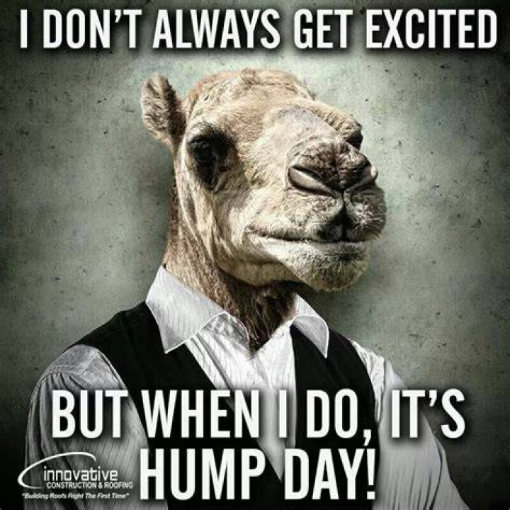50 Trendy Hump Day Memes That Make You Laugh Funny hump day memes
