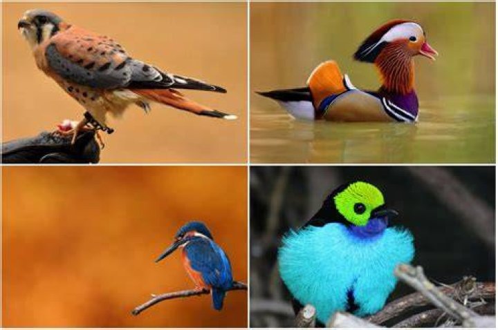 Amaze7 22 Most Beautiful Birds In The World