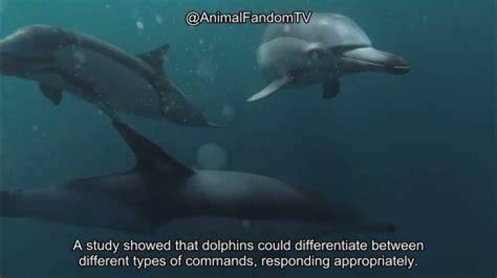 Are Dolphins Really Mean: Uncovering The Truth