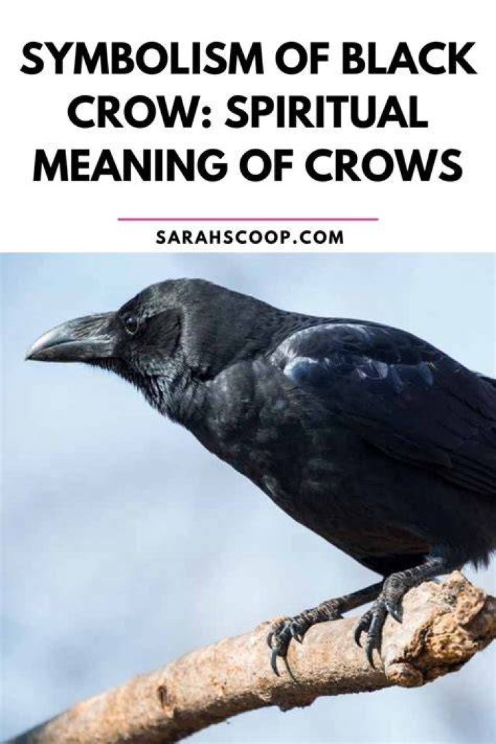 Black Crow Meaning & Symbolism (Power & Transformation)