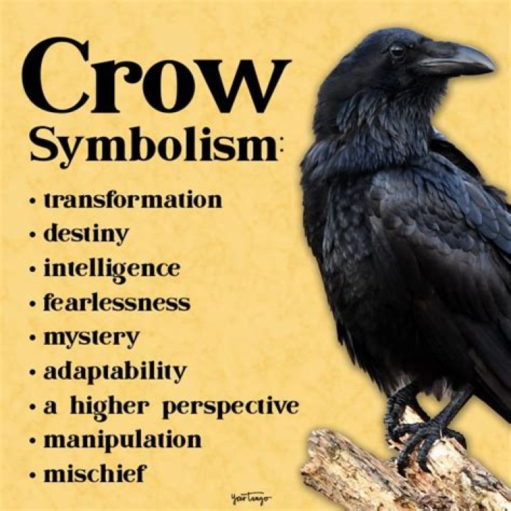 Crow Meaning Crow Symbolism Crow Spiritual Meaning