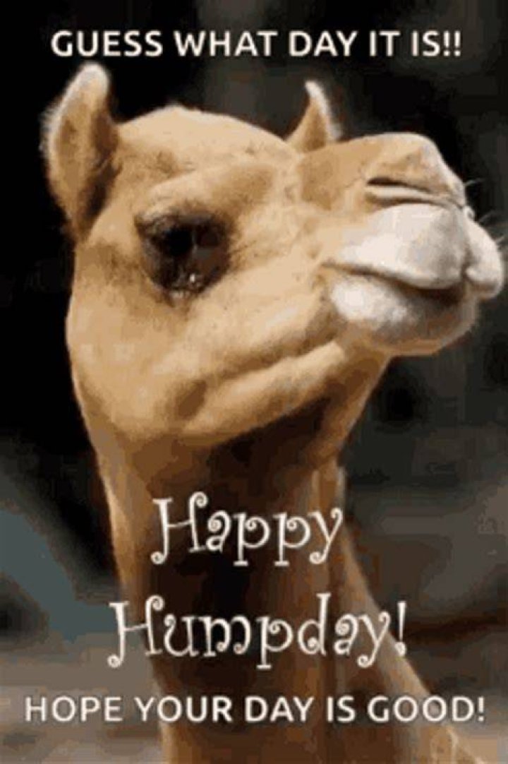 Happy Hump Day Meme Gif