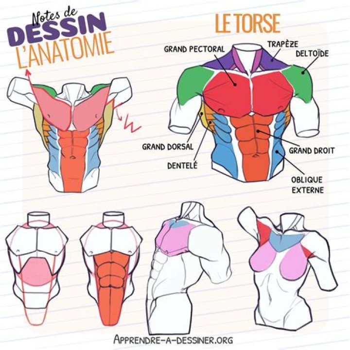 Le torse herculéen de Jason Momoa Jason Momoa en 2019 Jason