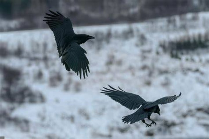 Soaring High Odin’s Ravens Review GAMING TREND