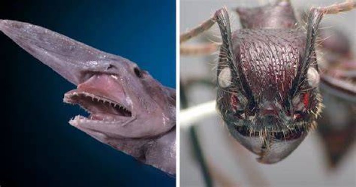 The Most Spine-Chilling Creature: Unveiling The World's Scariest Animal