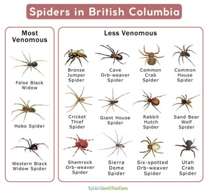 Types of Spiders in BC List with Pictures