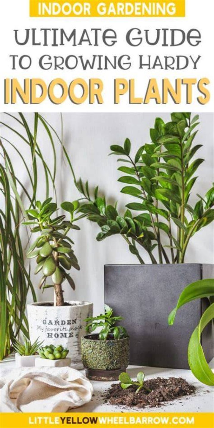 Ultimate Guide To Swedish Bella Plants: Cultivating Beauty Indoors